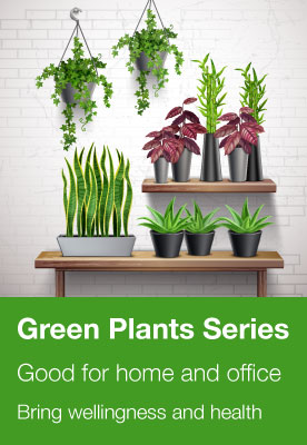 Green Plants Series, good for home and office. Bring wellingness and health